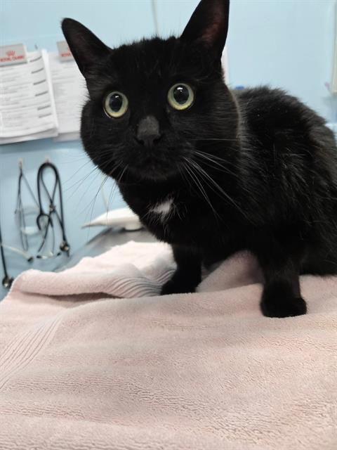 BELLISIMA, Adoptable, Adult Female Domestic Short Hair.
