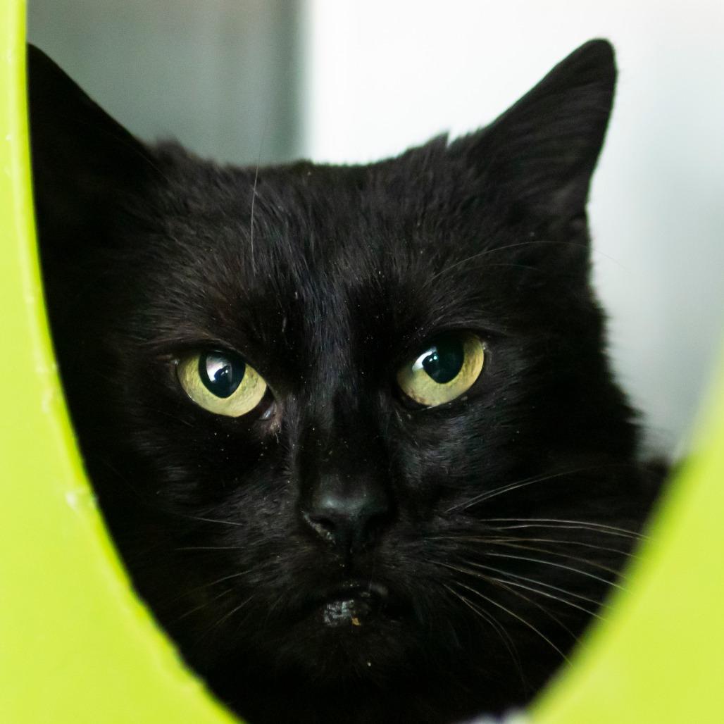Enlarge Topaz, a Adoptable Domestic Short Hair in Middletown, RI image 1/1