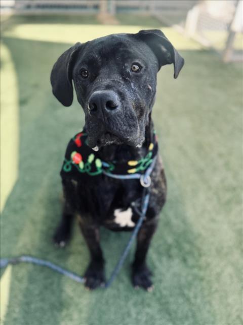 Enlarge CAPTAIN, a Adoptable Presa Canario in Chatsworth, CA image 1/1