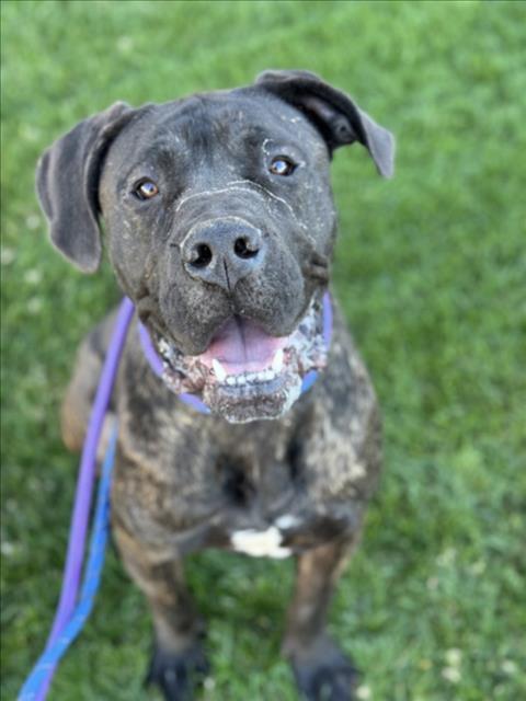 CAPTAIN, Adoptable, Young Male Presa Canario.