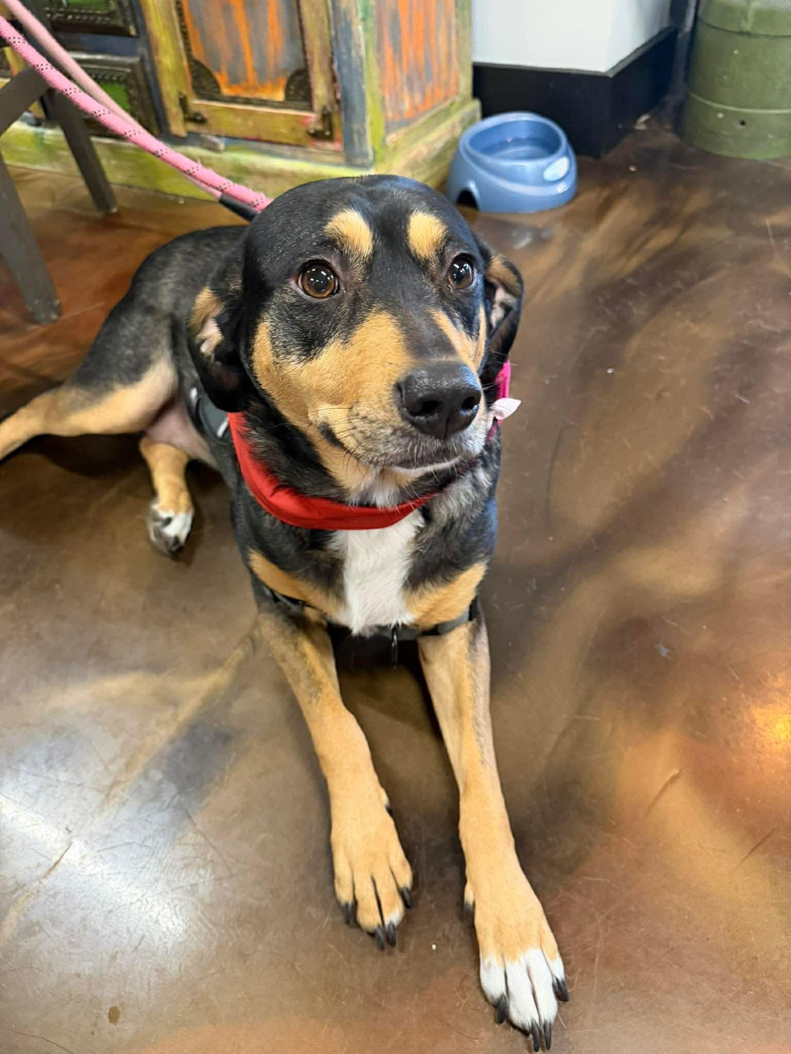 Enlarge Rooney (Foster or Adopter Needed!), a Adoptable mixed breed in Westwood, NJ image 5/5