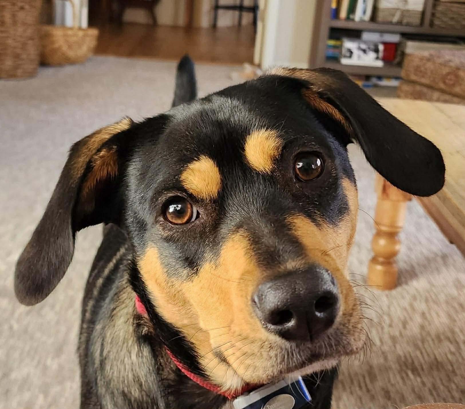 Enlarge Rooney (Foster or Adopter Needed!), a Adoptable mixed breed in Westwood, NJ image 3/5