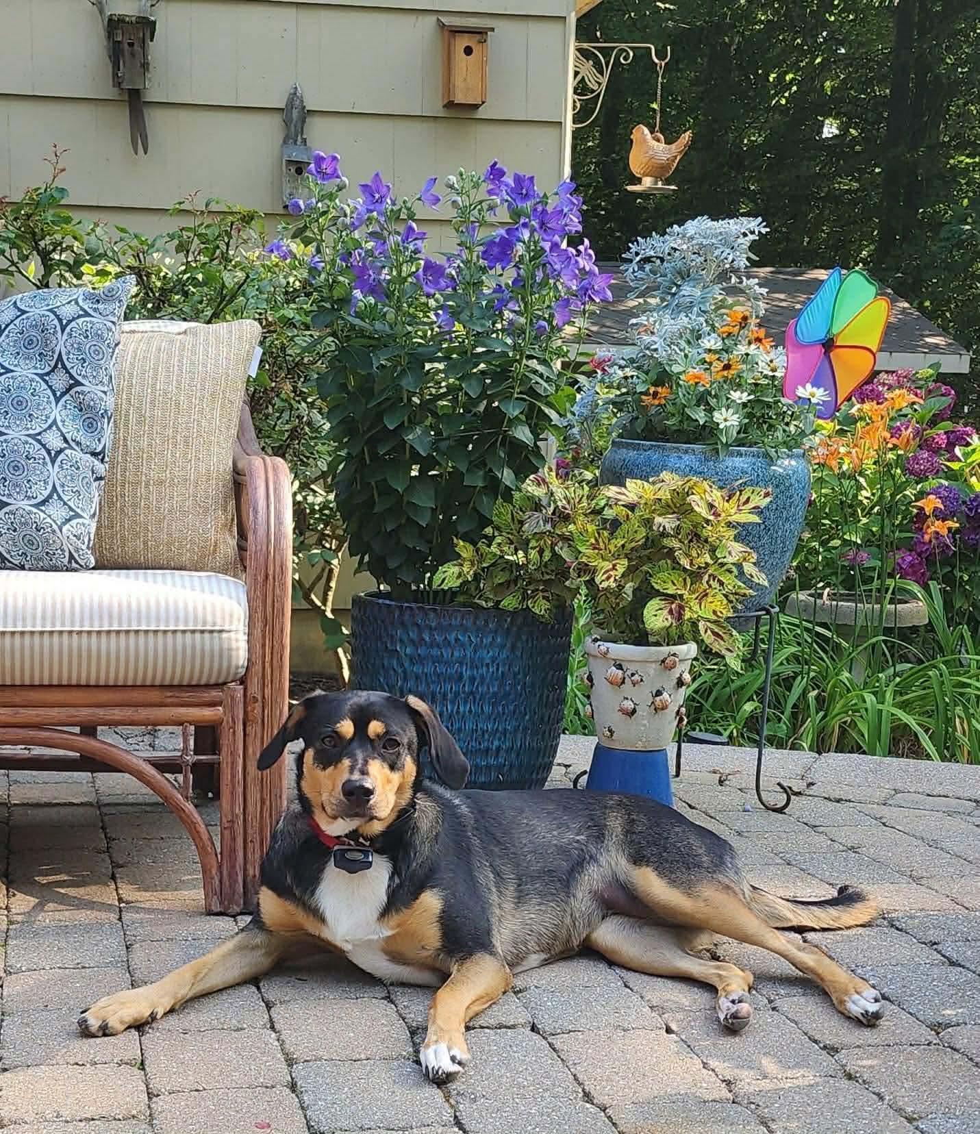 Enlarge Rooney (Foster or Adopter Needed!), a Adoptable mixed breed in Westwood, NJ image 2/5