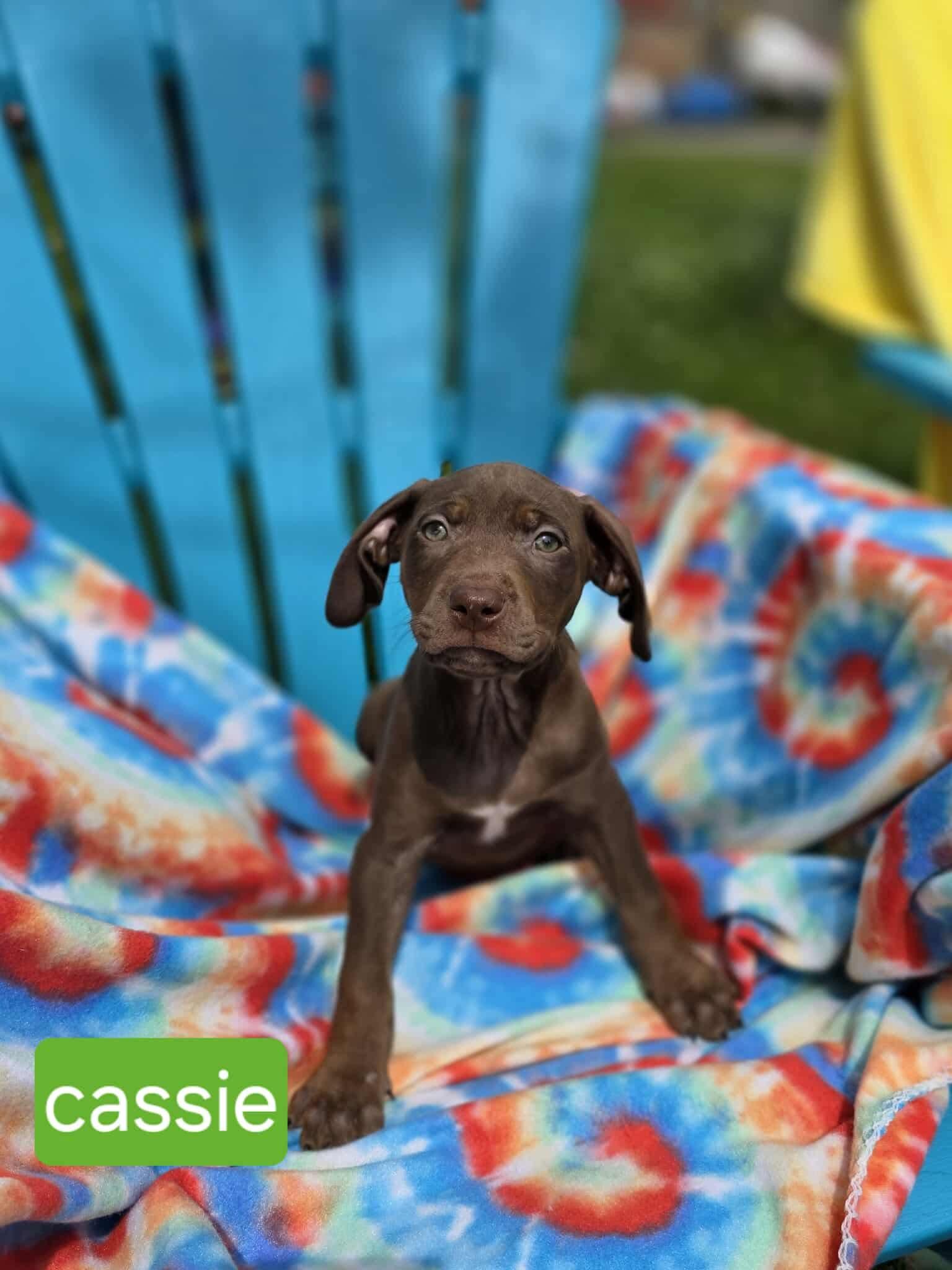 Cassie, an adoptable Labrador Retriever & American Staffordshire Terrier Mix in Lowell, IN_image-1