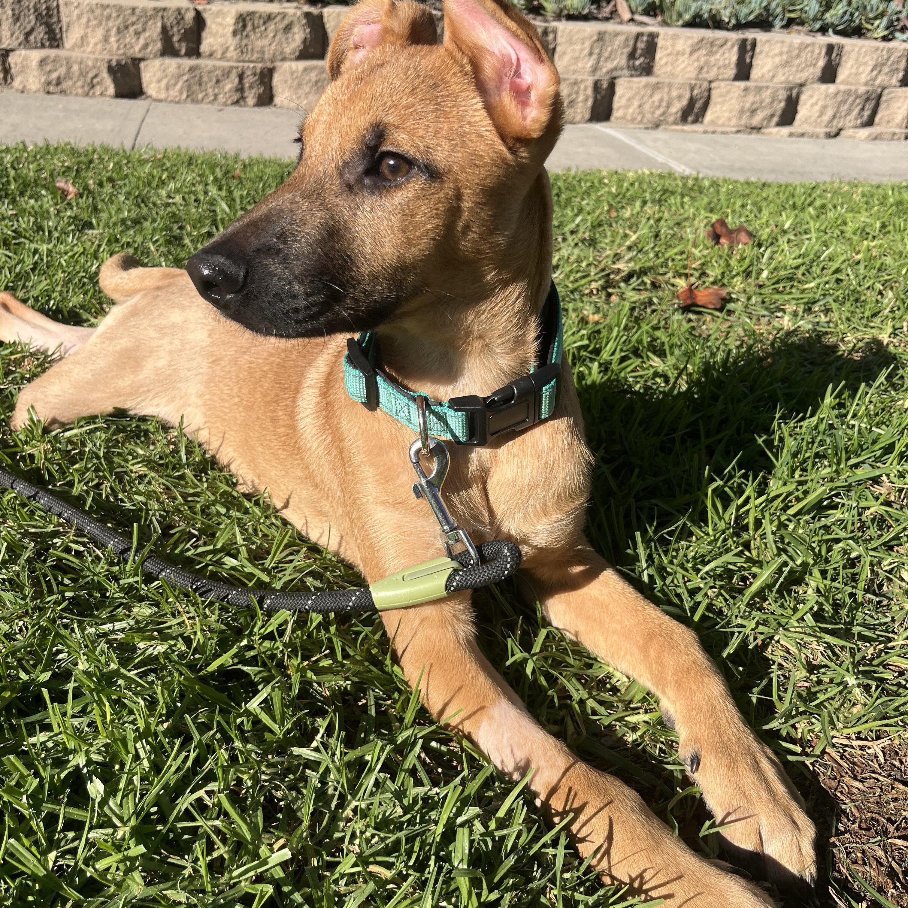 Enlarge Jebediah, a Adoptable mixed breed in San Diego, CA image 5/5