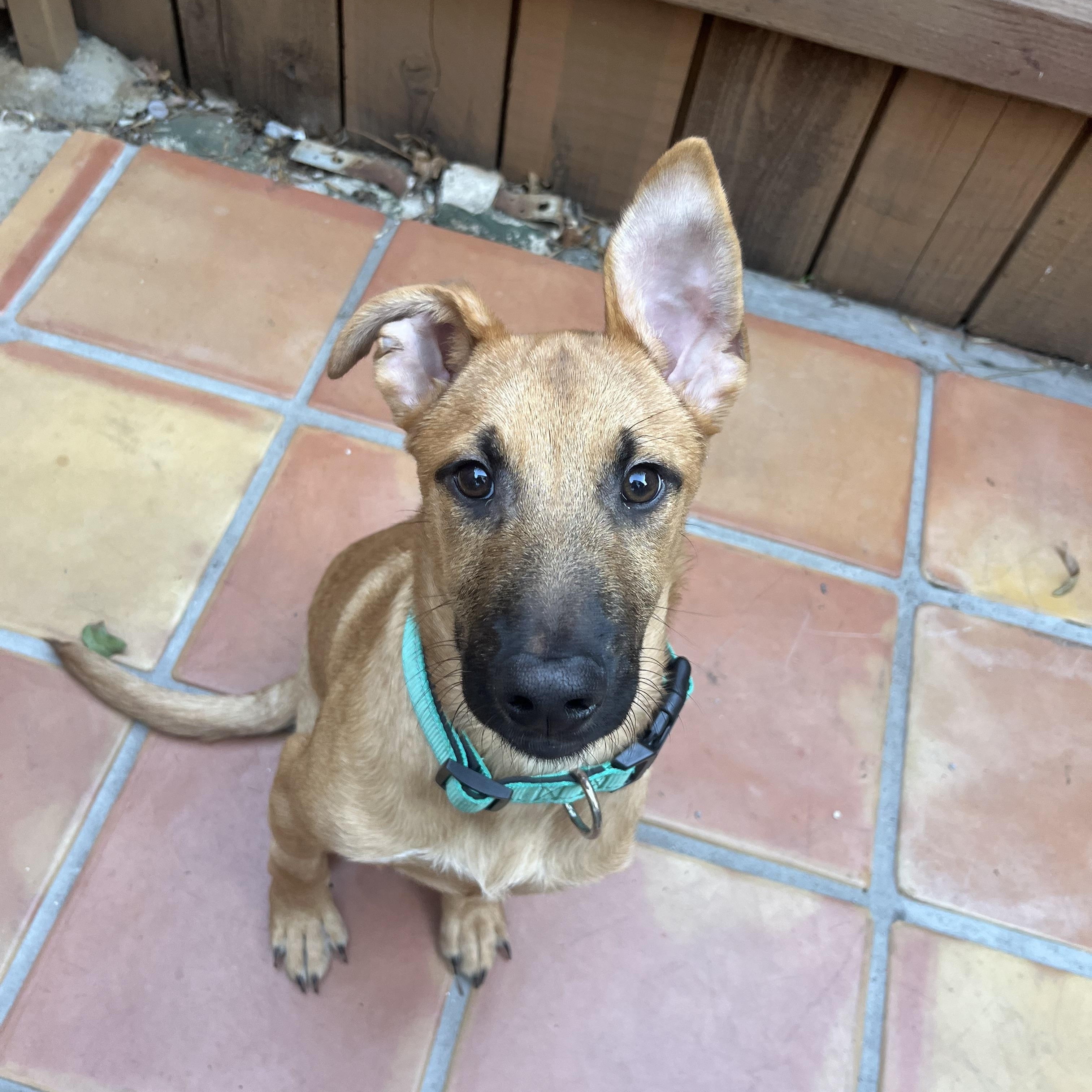 Jebediah, Adoptable, Young Male Shepherd.