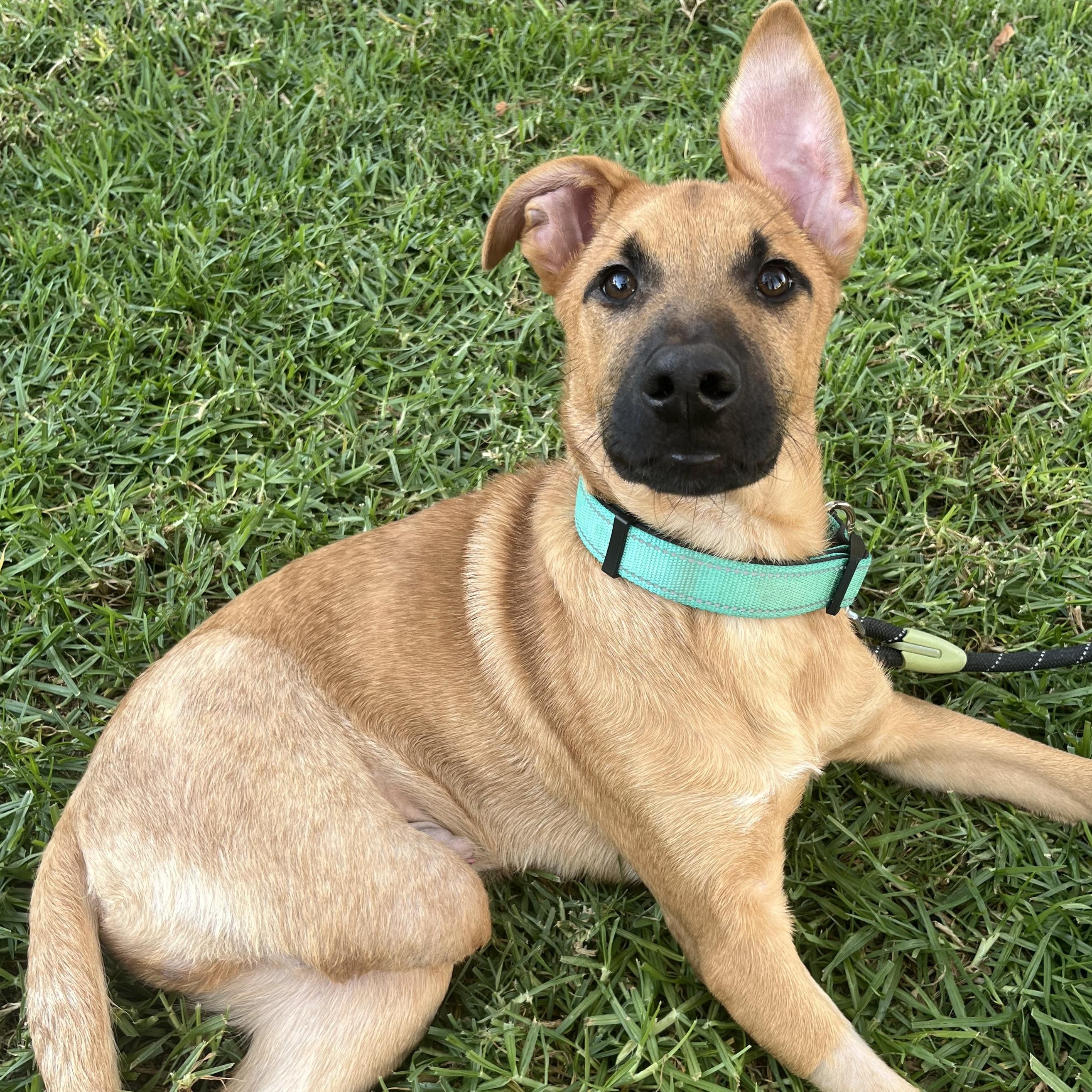 Enlarge Jebediah, a Adoptable mixed breed in San Diego, CA image 2/5