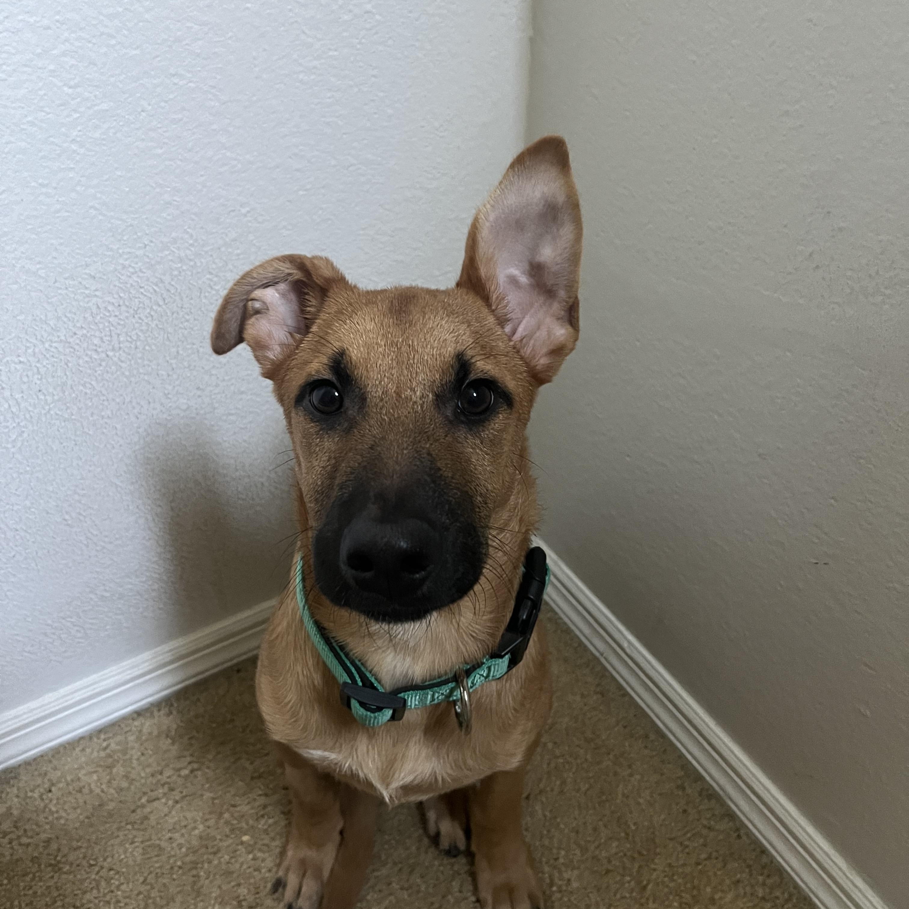 Enlarge Jebediah, a Adoptable mixed breed in San Diego, CA image 3/5