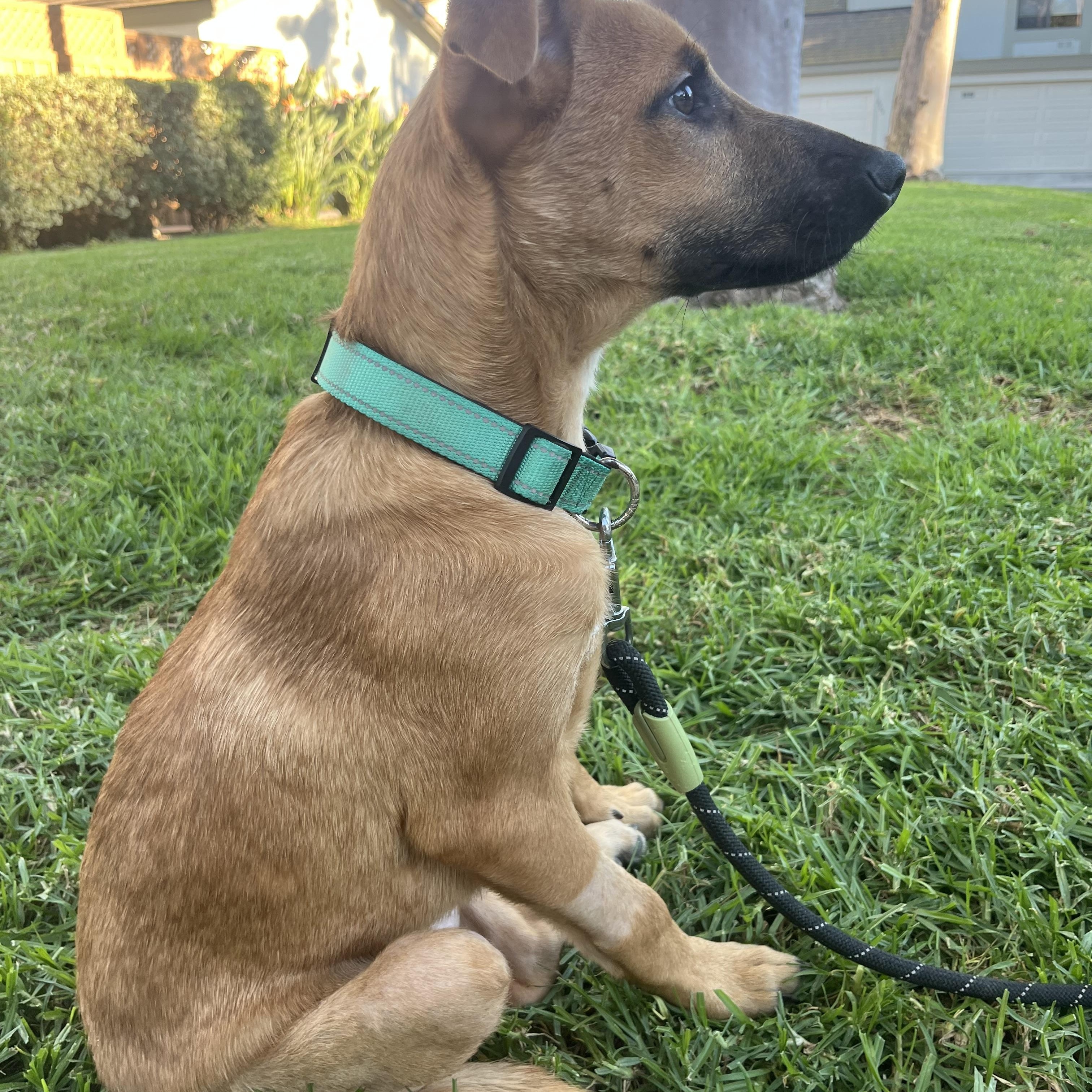 Enlarge Jebediah, a Adoptable mixed breed in San Diego, CA image 4/5