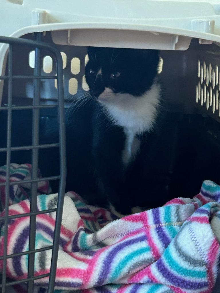 Enlarge Sidney, a Adopted mixed breed in Owatonna, MN image 1/4