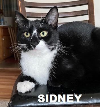 Enlarge Sidney, a Adopted mixed breed in Owatonna, MN image 2/4