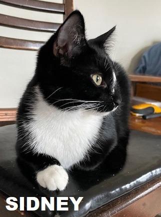 Enlarge Sidney, a Adopted mixed breed in Owatonna, MN image 3/4