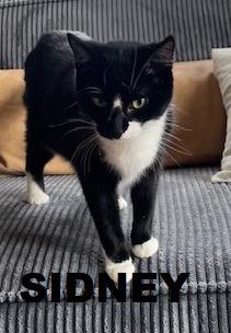 Enlarge Sidney, a Adopted mixed breed in Owatonna, MN image 4/4