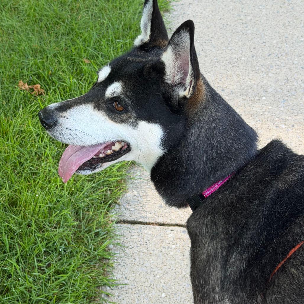 Britney, Adoptable, Adult Female Husky & Mixed Breed.