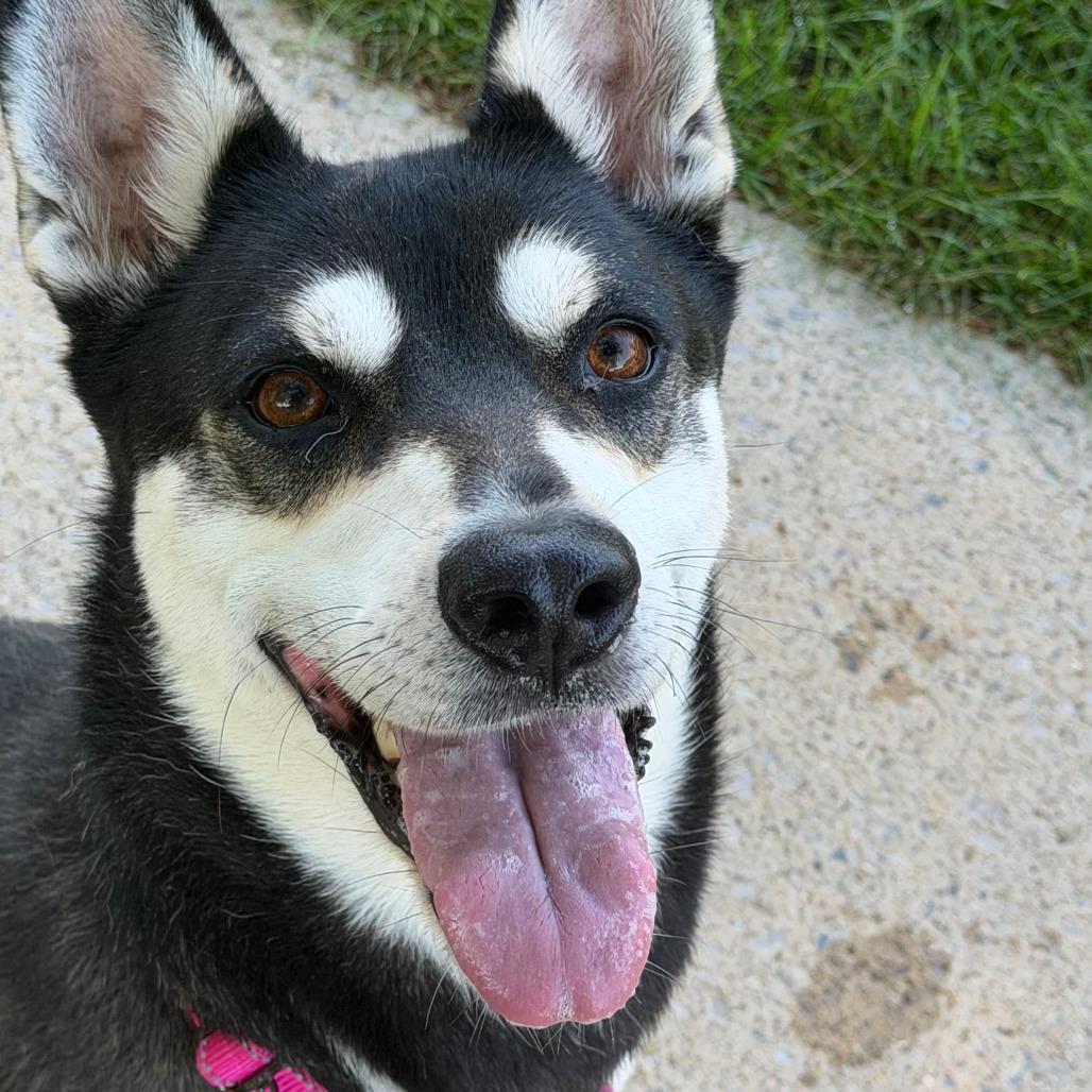 Britney, a Adoptable mixed breed in Grand Rapids, MI image 2/6