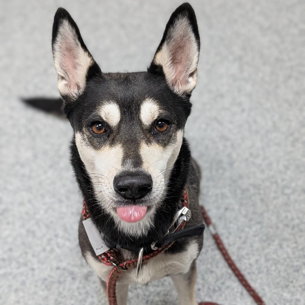 Britney, a Adoptable mixed breed in Grand Rapids, MI image 3/6