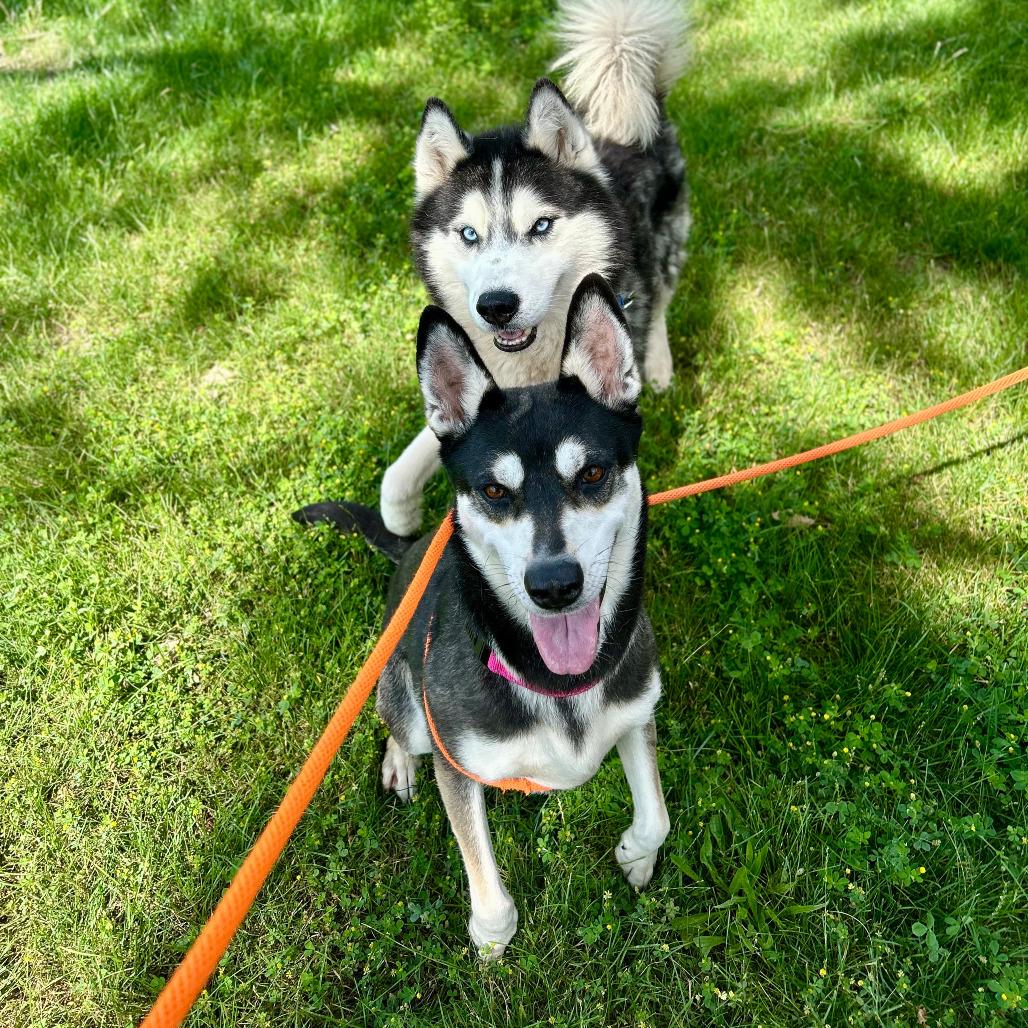 Britney, a Adoptable mixed breed in Grand Rapids, MI image 4/6