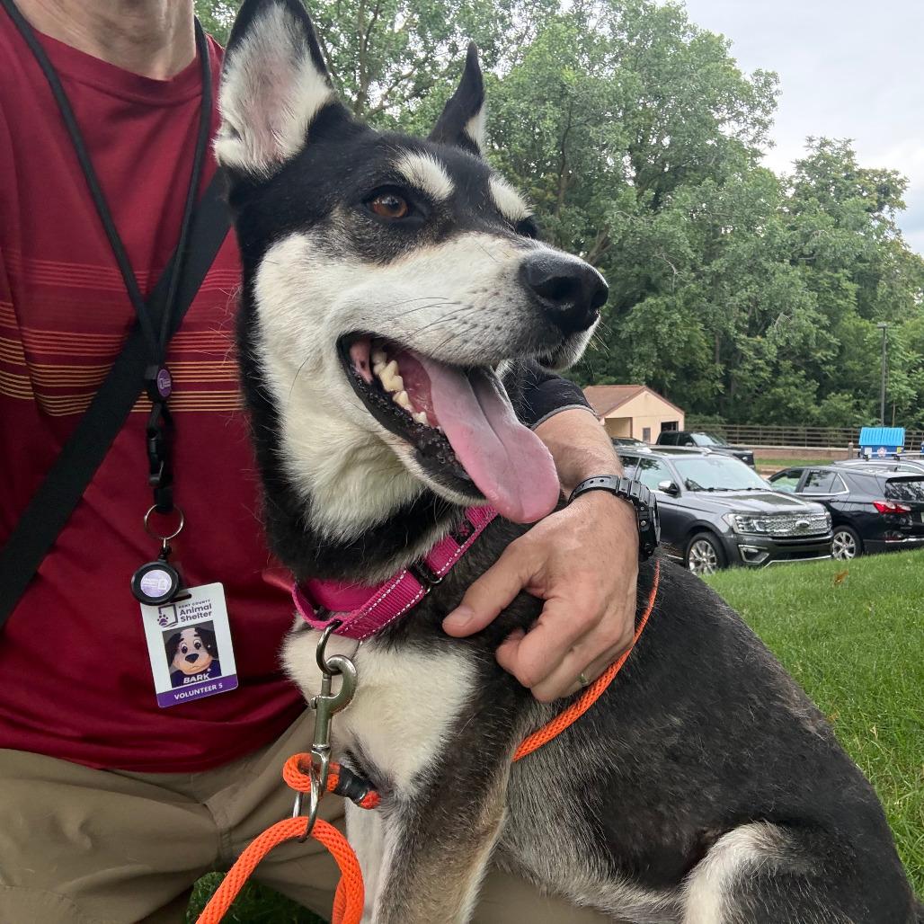 Britney, a Adoptable mixed breed in Grand Rapids, MI image 5/6