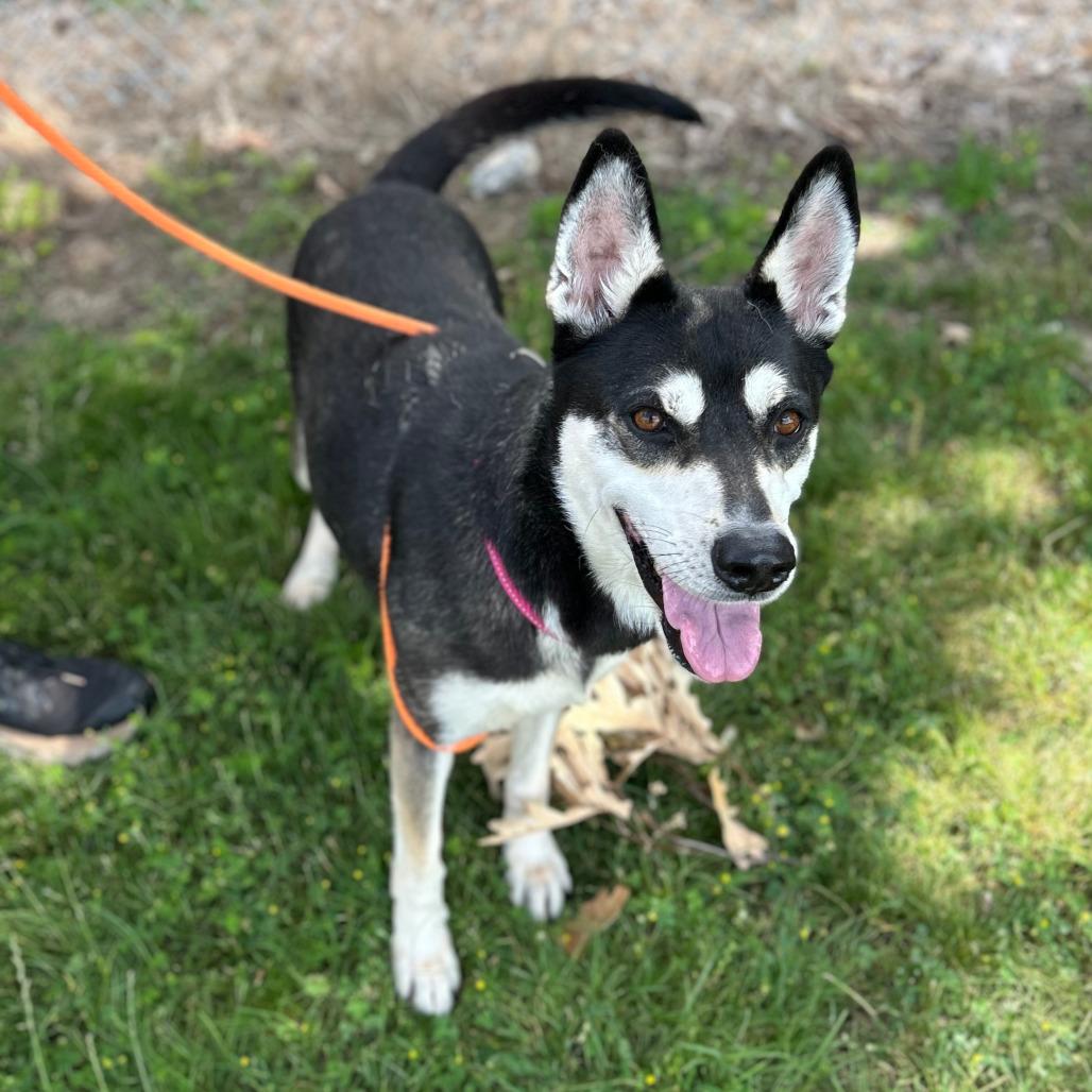 Britney, a Adoptable mixed breed in Grand Rapids, MI image 6/6