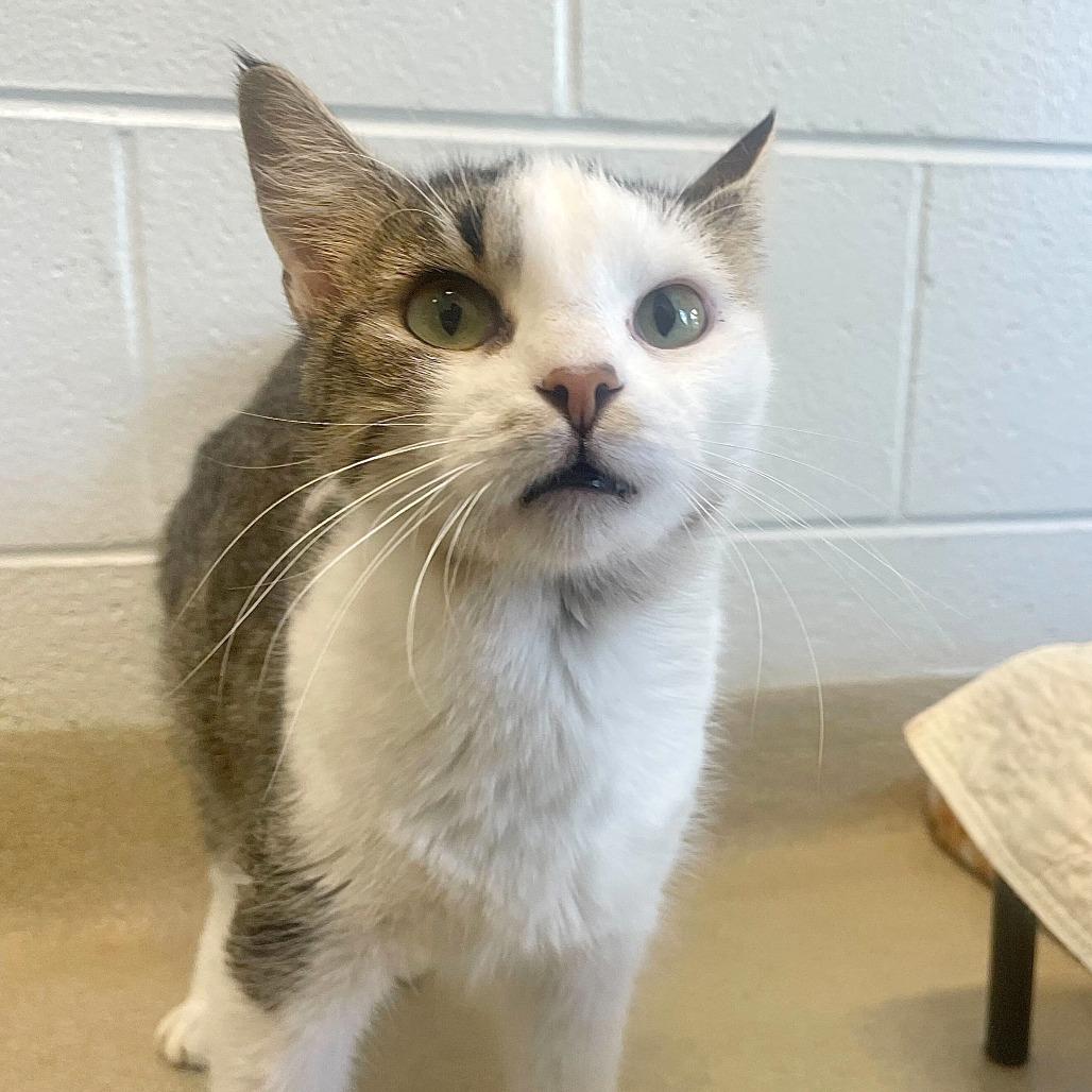 Toe Beans, Adoptable, Adult Female Domestic Short Hair.