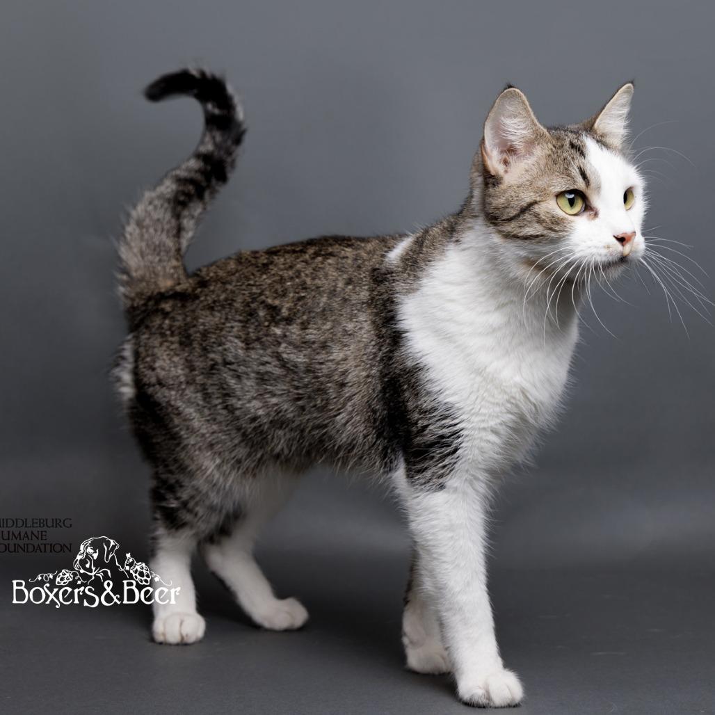 Enlarge Toe Beans, a Adoptable Domestic Short Hair in Marshall, VA image 2/6