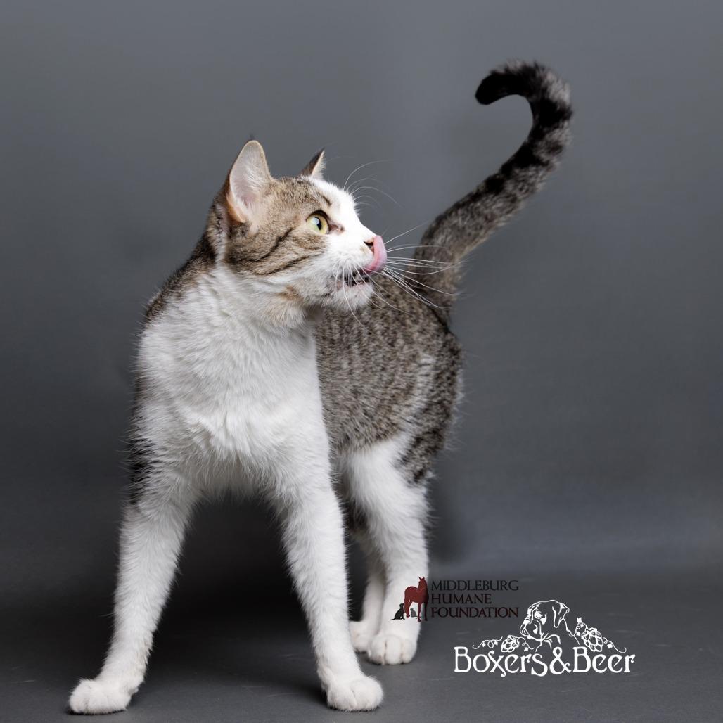 Enlarge Toe Beans, a Adoptable Domestic Short Hair in Marshall, VA image 3/6