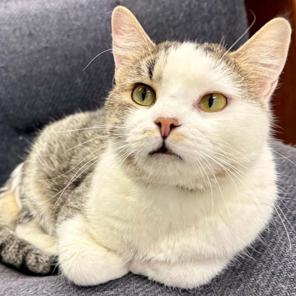 Enlarge Toe Beans, a Adoptable Domestic Short Hair in Marshall, VA image 4/6
