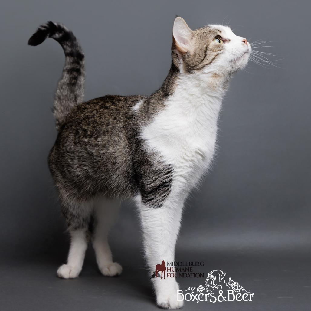 Enlarge Toe Beans, a Adoptable Domestic Short Hair in Marshall, VA image 5/6