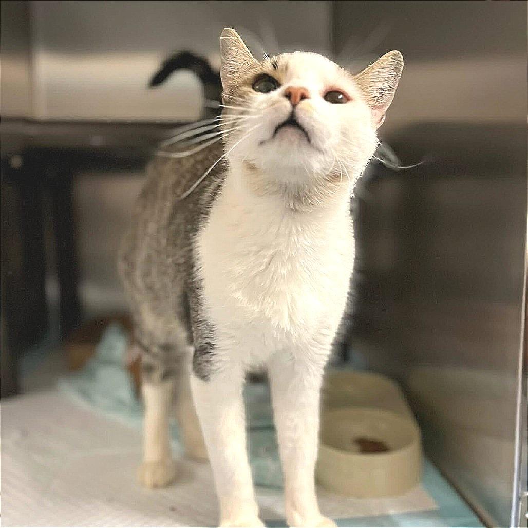 Enlarge Toe Beans, a Adoptable Domestic Short Hair in Marshall, VA image 6/6