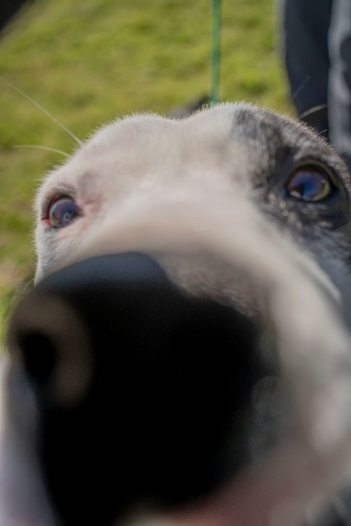 Moo 2