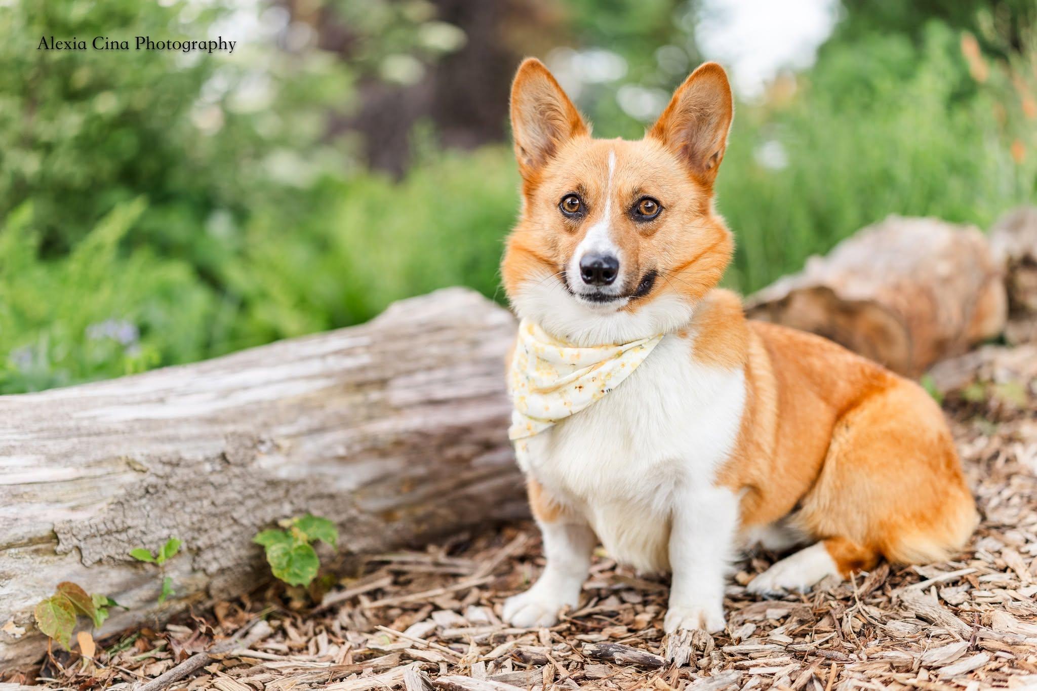 Enlarge Belky, a ADOPTABLE Pembroke Welsh Corgi in Drumbo, ON image 3/4