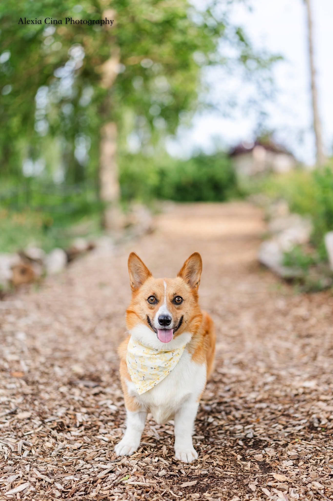 Enlarge Belky, a ADOPTABLE Pembroke Welsh Corgi in Drumbo, ON image 2/4