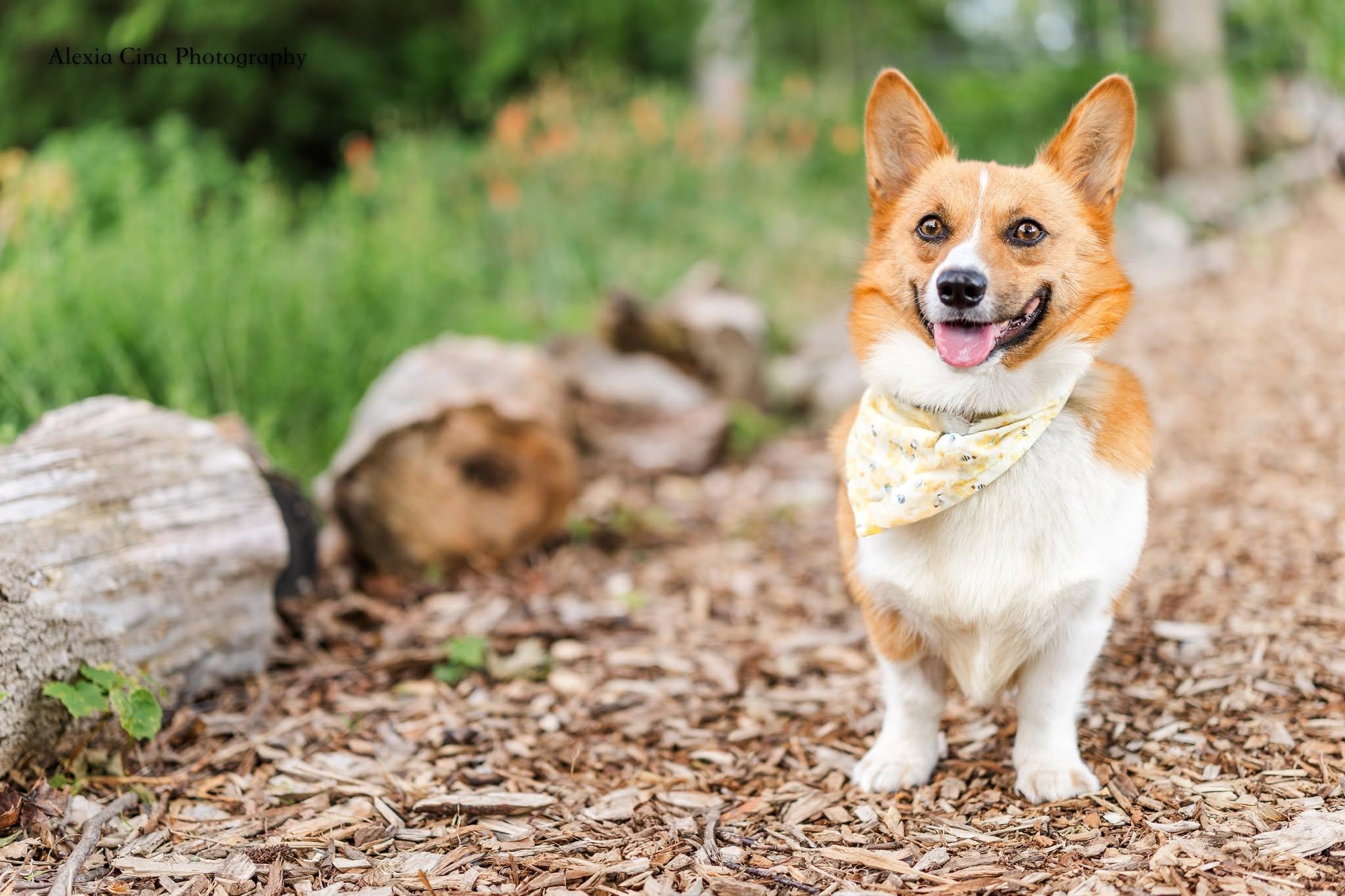 Enlarge Belky, a ADOPTABLE Pembroke Welsh Corgi in Drumbo, ON image 1/4