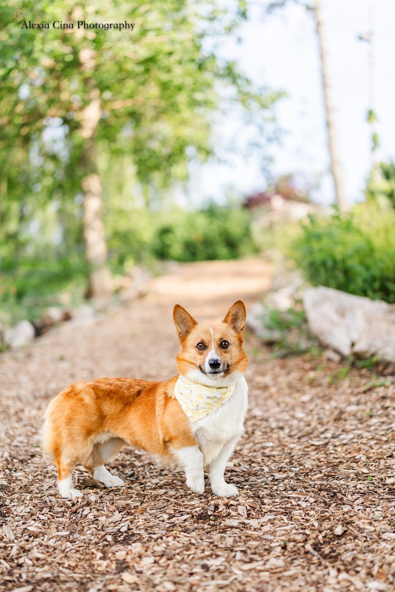 Enlarge Belky, a ADOPTABLE Pembroke Welsh Corgi in Drumbo, ON image 4/4