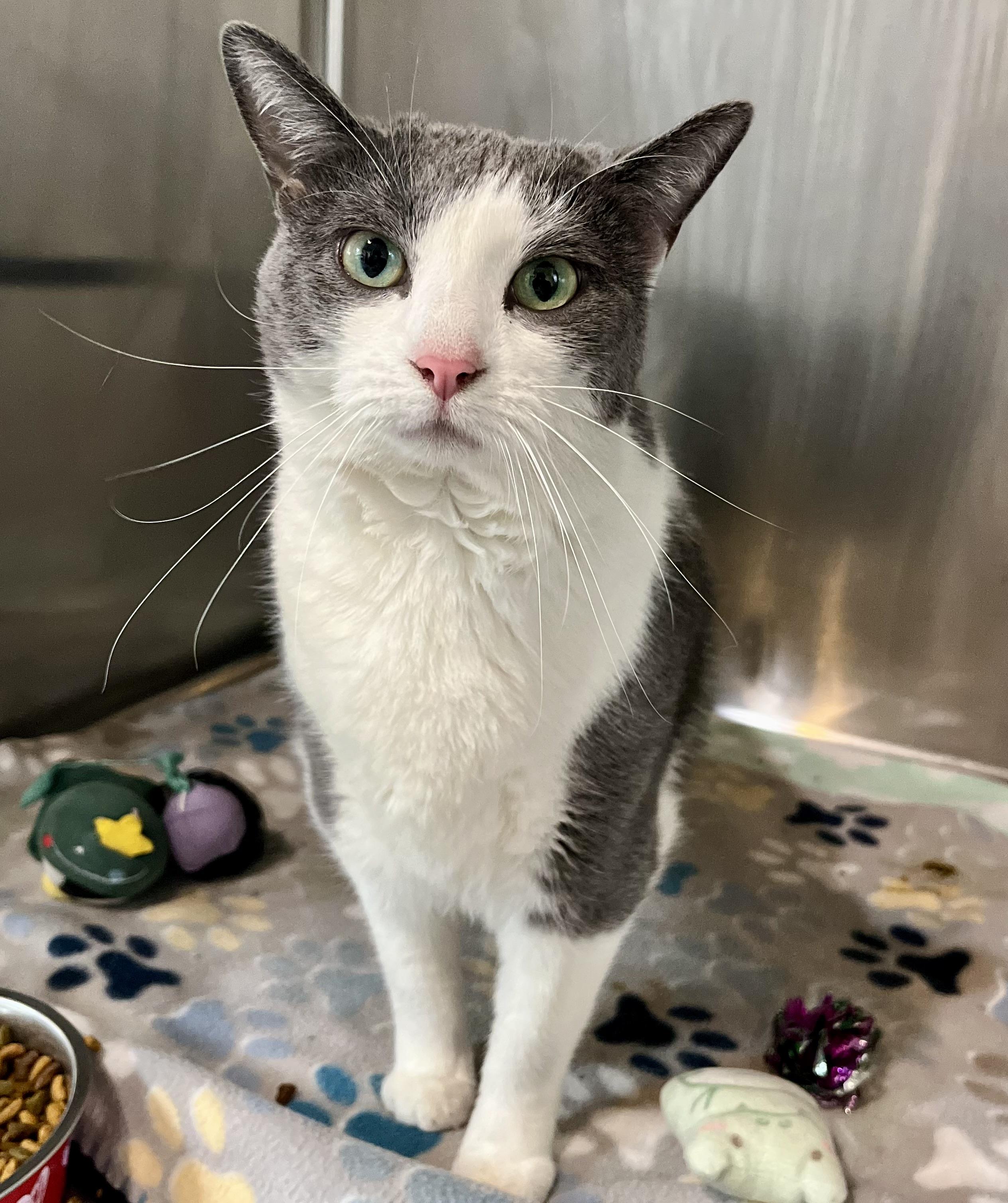 Faye, Adult Female Domestic Short Hair