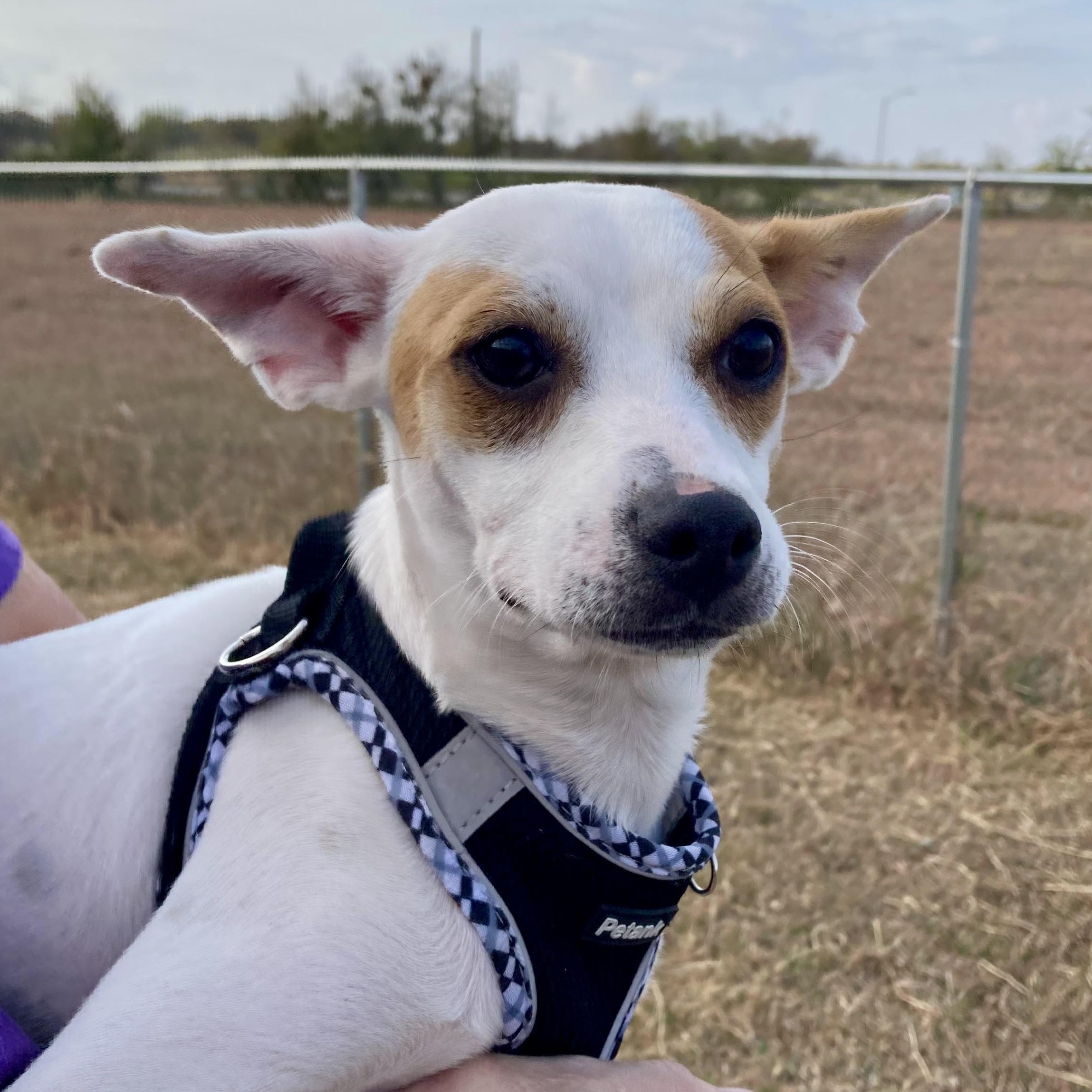 Phantom — thumbnail 5