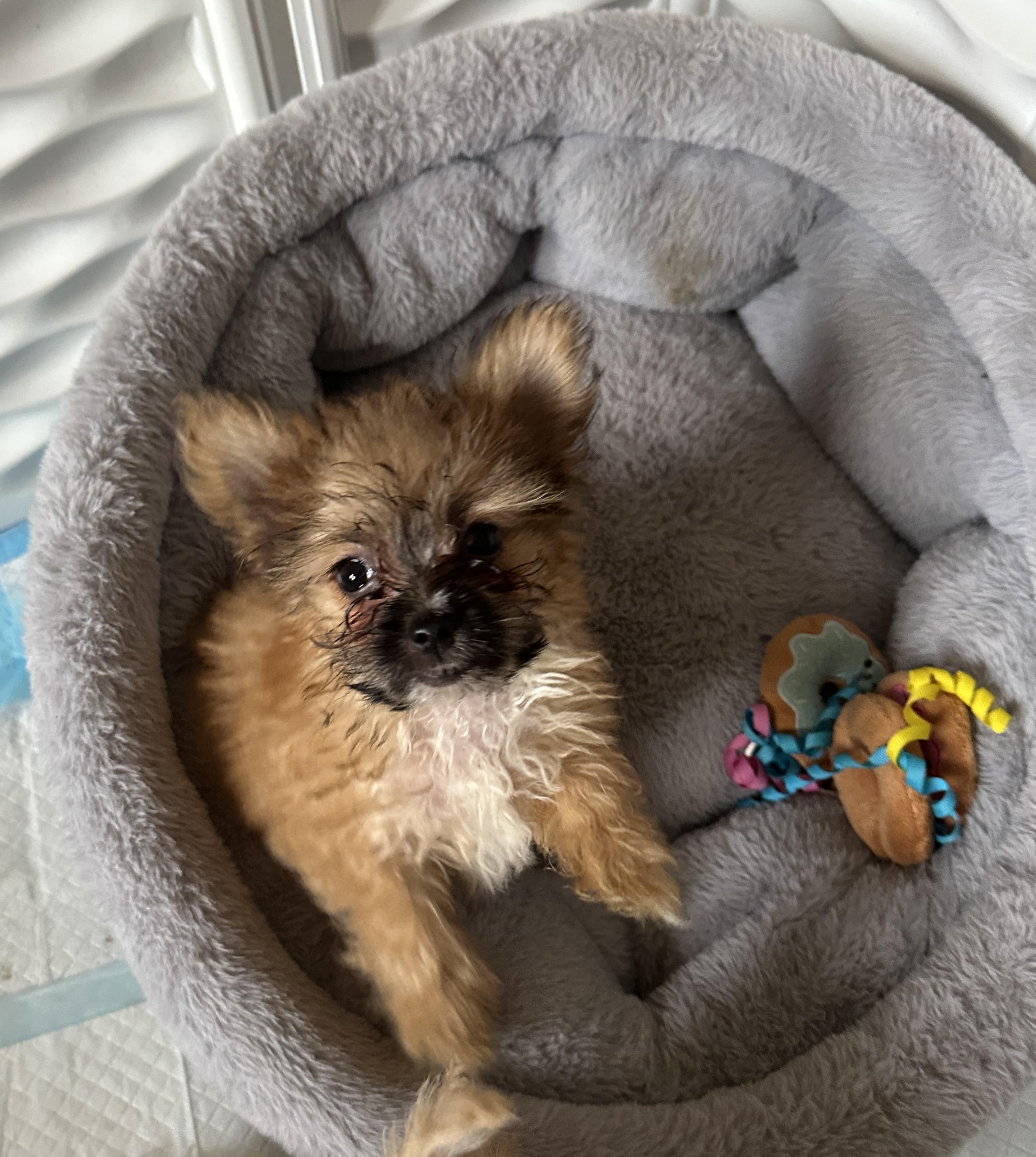 Biscuit, adopted, Puppy Male Pomeranian.