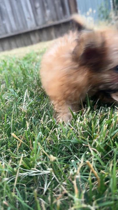 Enlarge Biscuit, an adopted mixed breed in Penryn, CA video 2/2