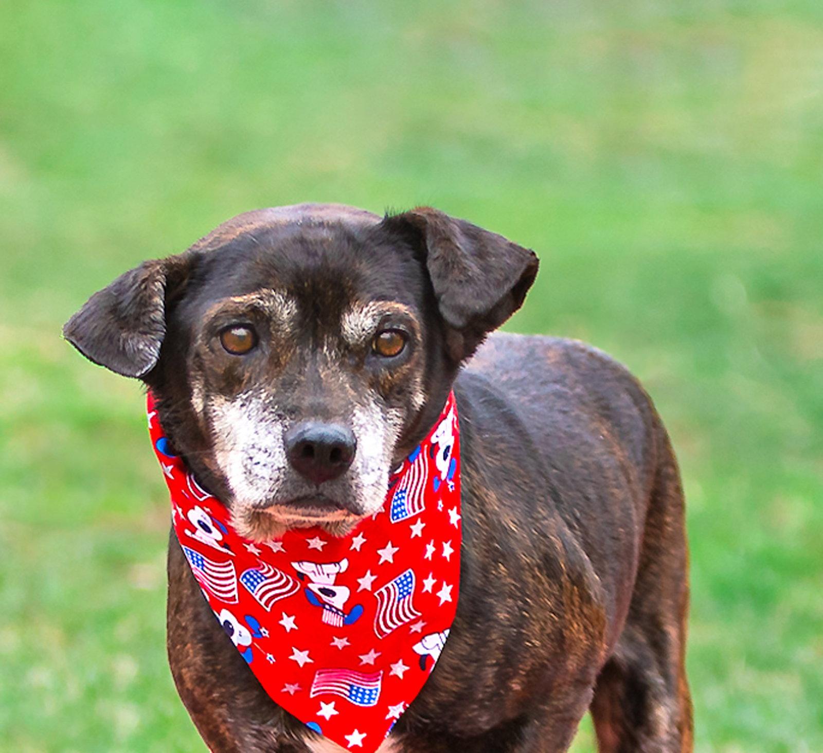 Enlarge Tiny, a Adoptable Dachshund in Coatesville, PA image 1/3
