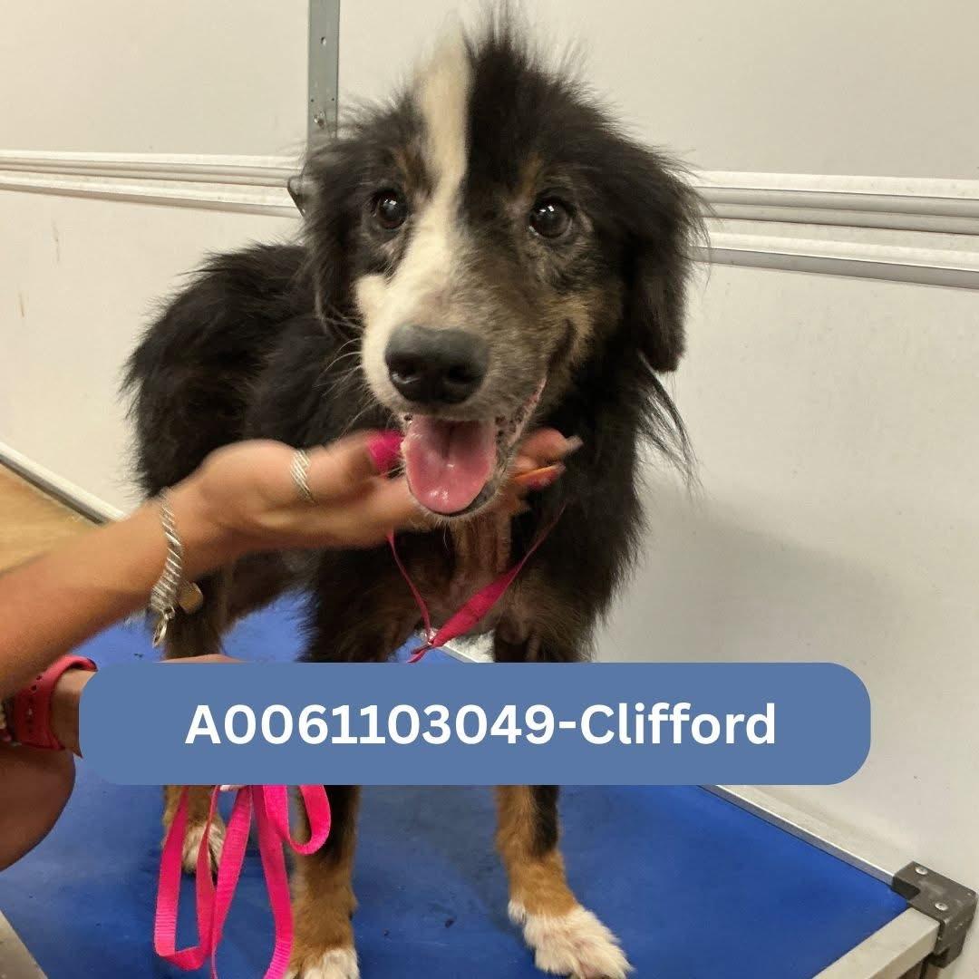 Clifford Smith, Adoptable, Adult Male Australian Shepherd.