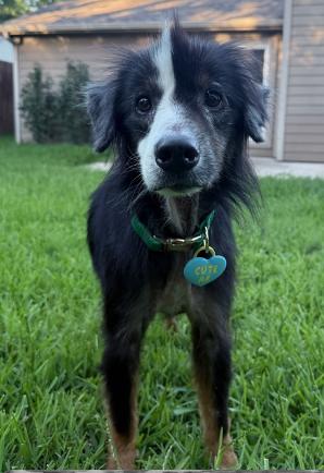 Enlarge Clifford Smith, a Adoptable Australian Shepherd in Arlington, TX image 2/5