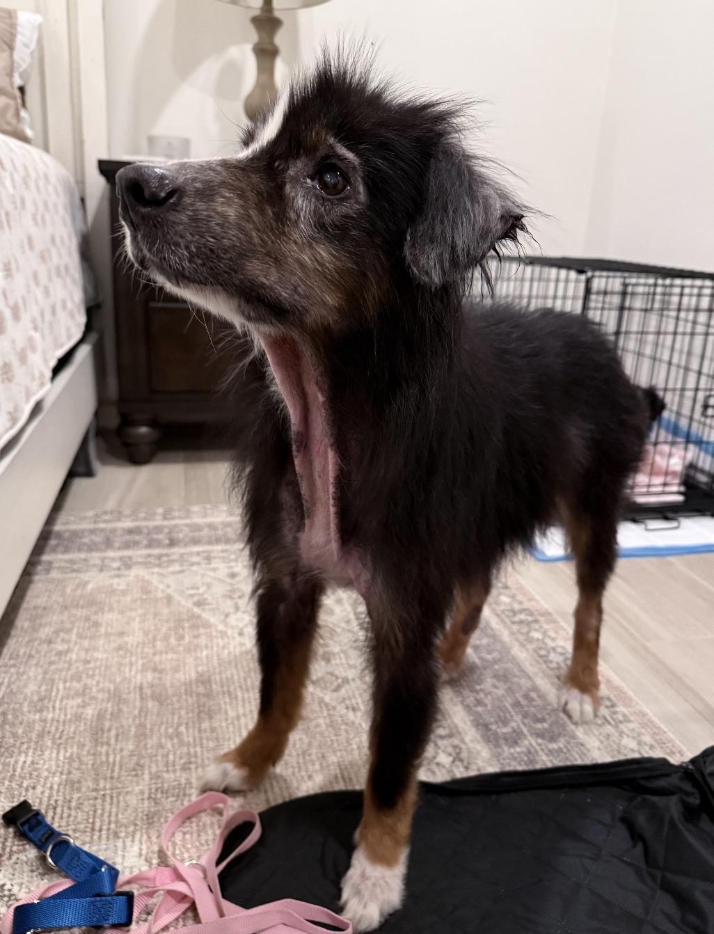 Enlarge Clifford Smith, a Adoptable Australian Shepherd in Arlington, TX image 3/5