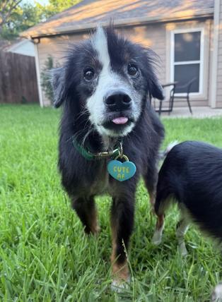 Enlarge Clifford Smith, a Adoptable Australian Shepherd in Arlington, TX image 4/5