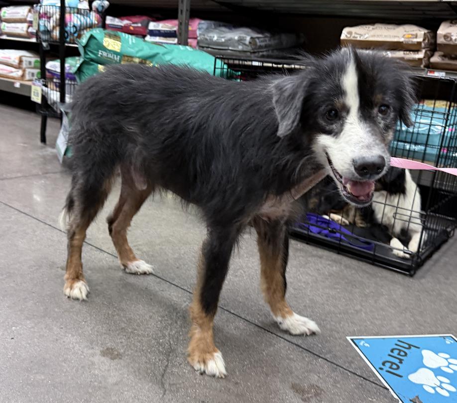Enlarge Clifford Smith, a Adoptable Australian Shepherd in Arlington, TX image 5/5