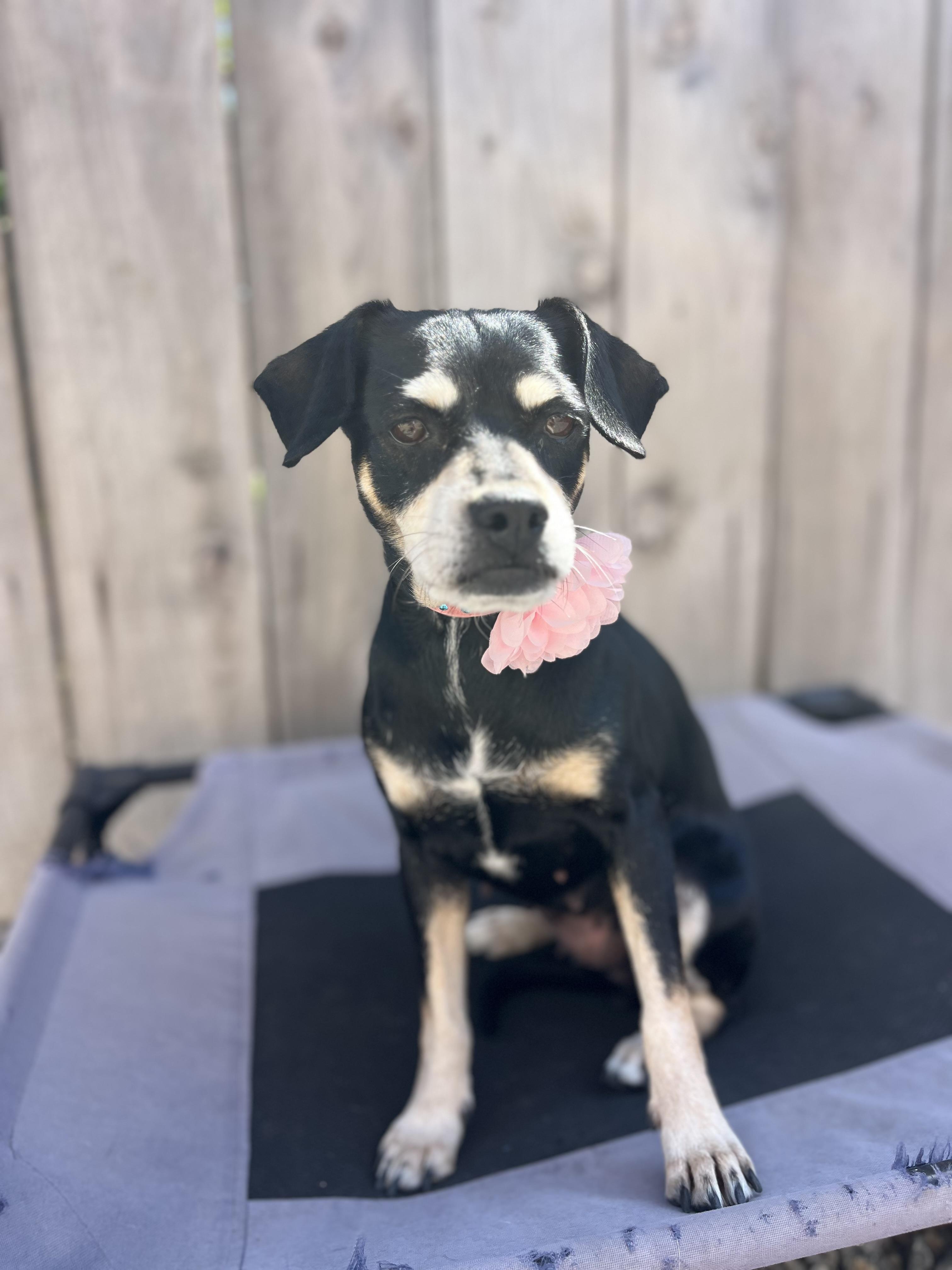 Reese, a ADOPTABLE mixed breed in Poway, CA image 3/4