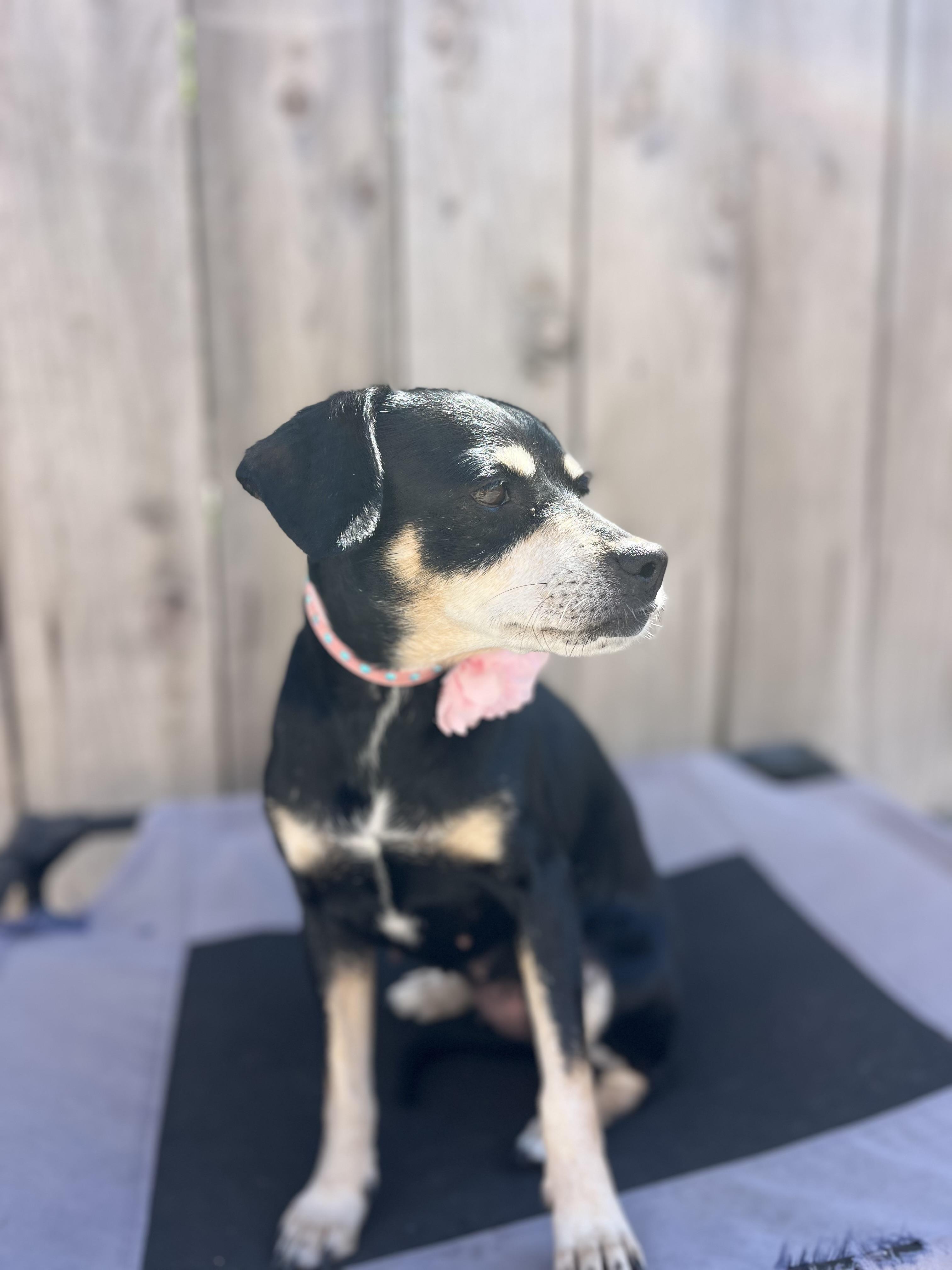 Reese, a ADOPTABLE mixed breed in Poway, CA image 2/4