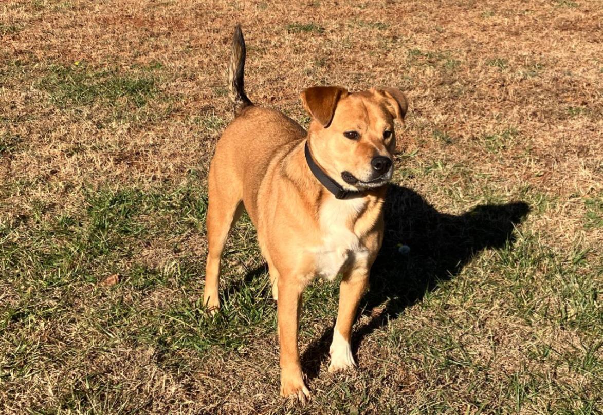 Enlarge Bear, a ADOPTABLE mixed breed in Pelzer, SC image 3/5