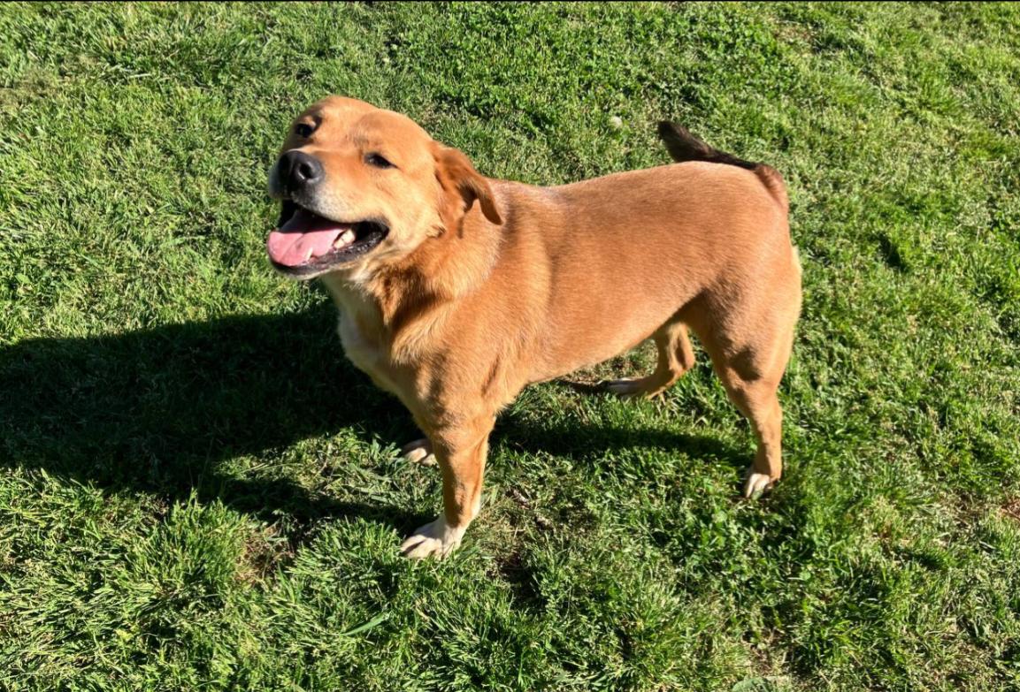 Enlarge Bear, a ADOPTABLE mixed breed in Pelzer, SC image 4/5