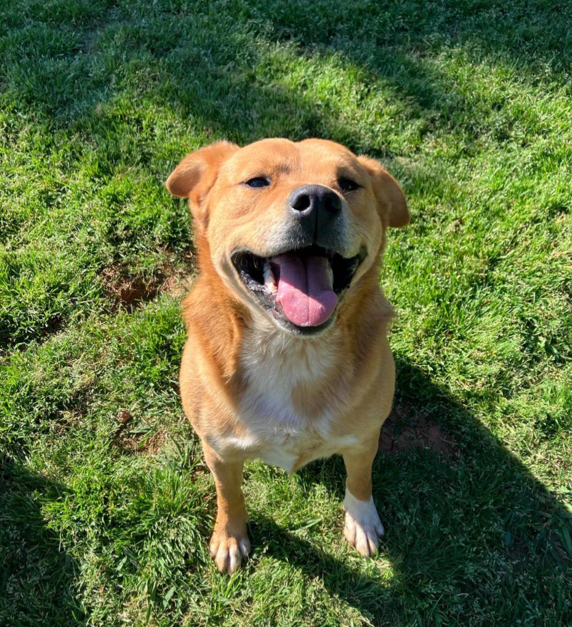 Enlarge Bear, a ADOPTABLE mixed breed in Pelzer, SC image 1/5