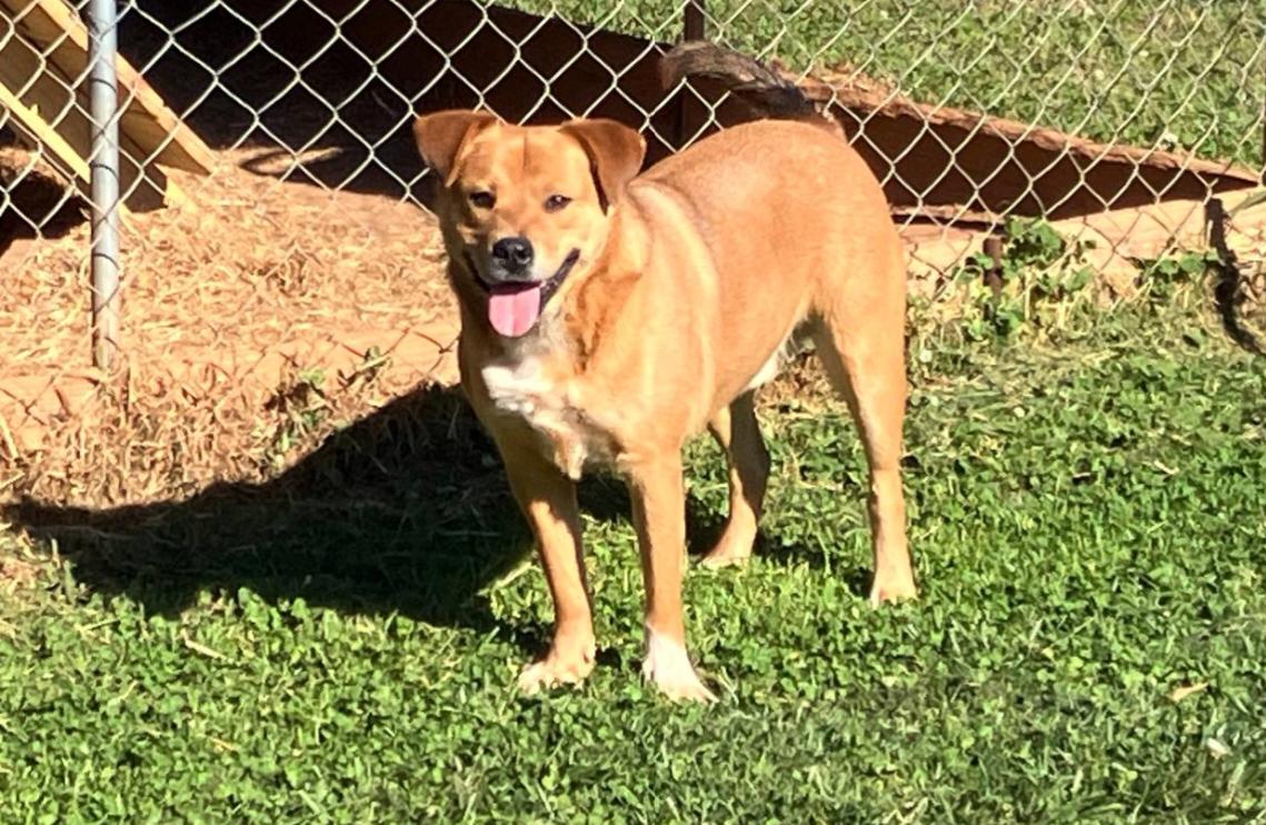 Enlarge Bear, a ADOPTABLE mixed breed in Pelzer, SC image 2/5